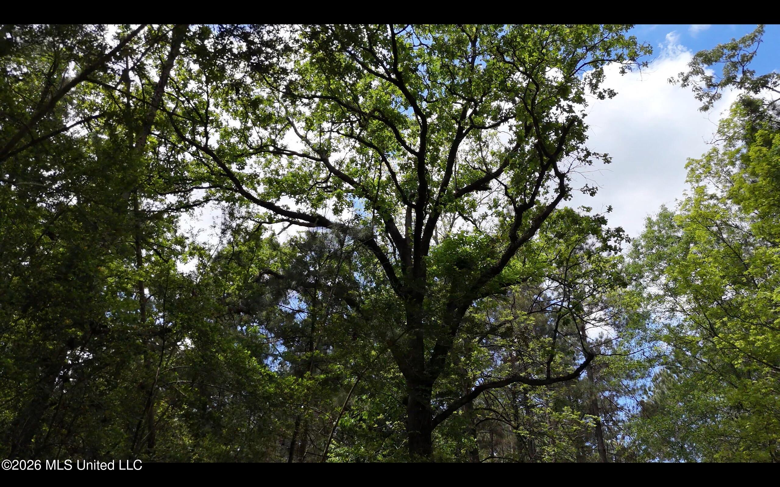 Magnolia Holmesville Road McComb, MS 39648 - Photo 42 of 74 Screen Shot 2026-04-15 at 12.07.58 PM 2