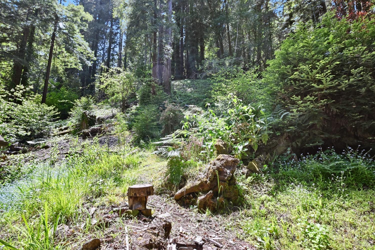 21713 Starrett Hill Drive Monte Rio, CA 95462 - Photo 44 of 50 a view of a garden with large trees