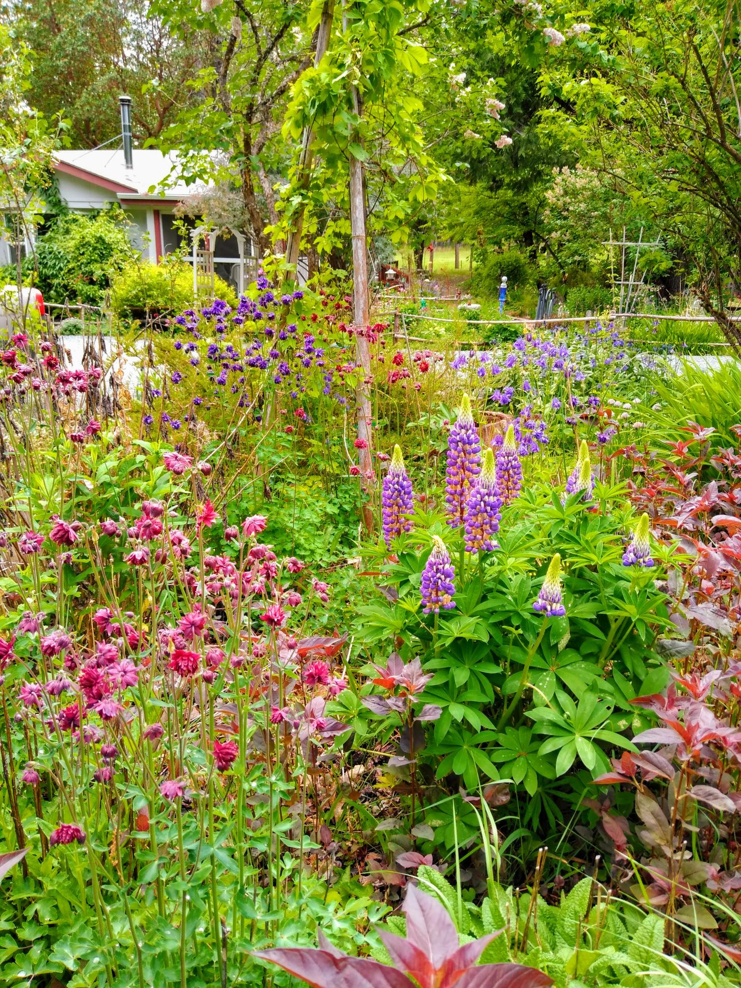 6520 Tunnel Loop Road Grants Pass, OR 97526 - Photo 37 of 69 Colorful perennials adorn the property. Seller says around 200+ plants!