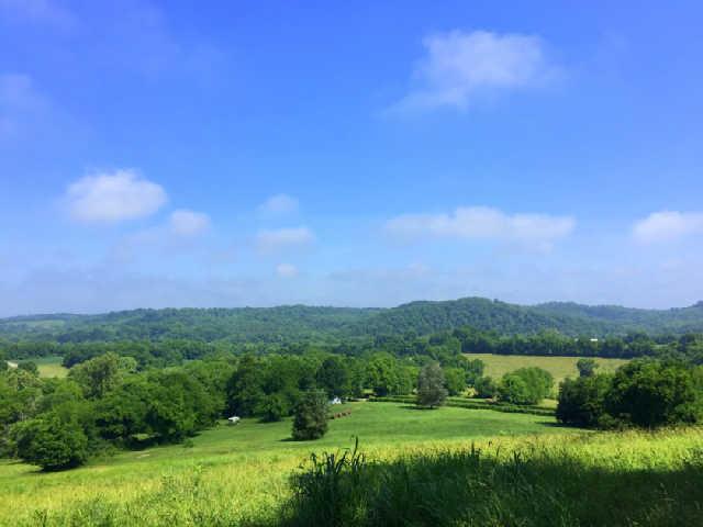 a view of a grassy field with trees