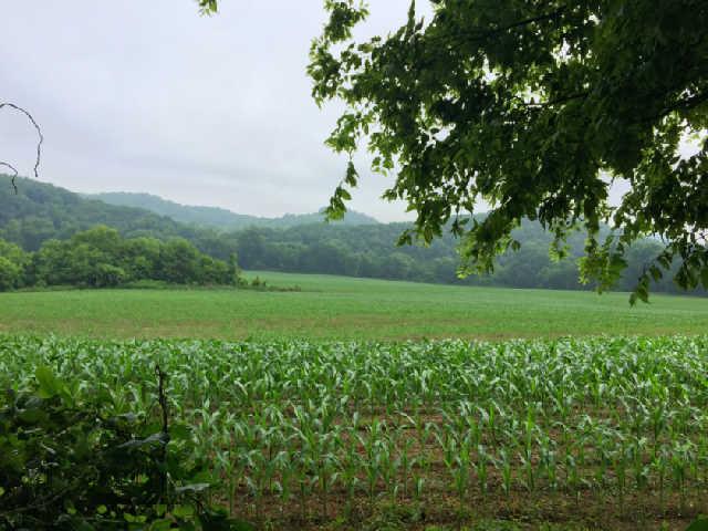 0 Parsons Bend Road Columbia, TN 38401 - Photo 4 of 9 a view of a lush green space