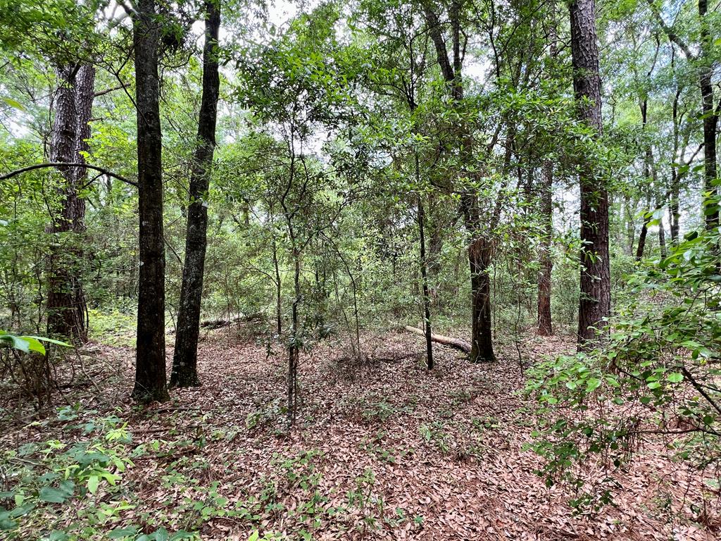 2-ac Corbin Road Newton, AL 36352 - Photo 14 of 15