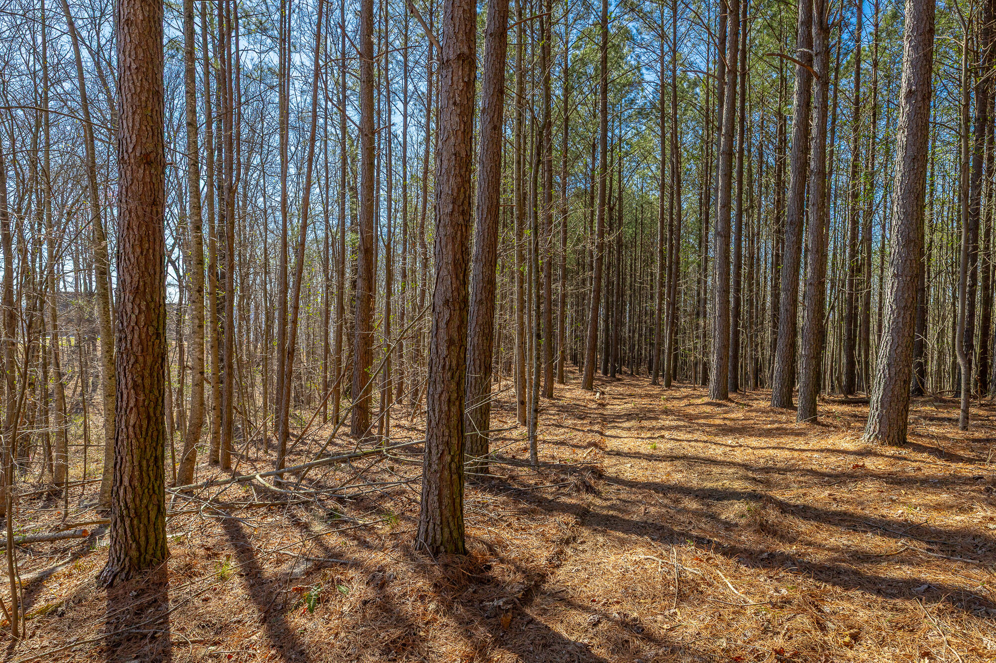 0 Moonlight Lane, Unit JF439 Jasper, TN 37347 - Photo 11 of 85 0 Cherokee Path - JF240 HD-80