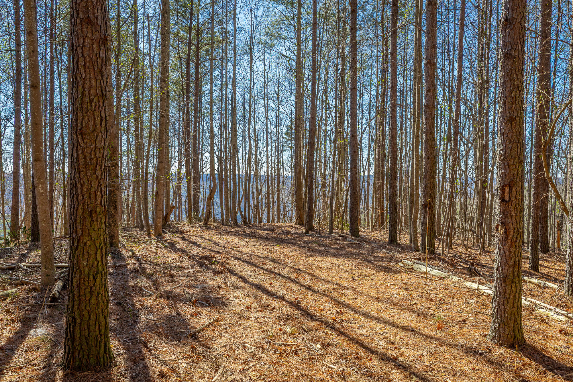 0 Moonlight Lane, Unit JF439 Jasper, TN 37347 - Photo 8 of 85 0 Cherokee Path - JF240 HD-83