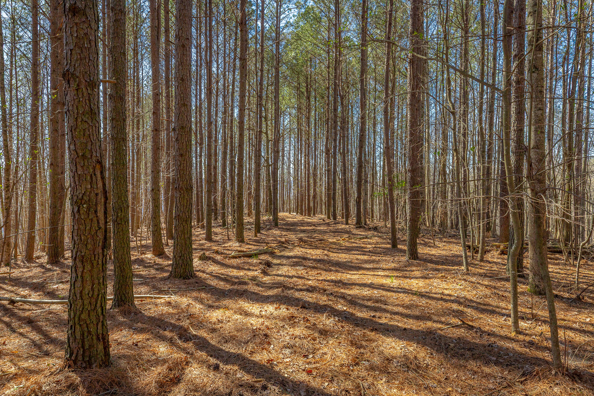 0 Moonlight Lane, Unit JF439 Jasper, TN 37347 - Photo 10 of 85 0 Cherokee Path - JF240 HD-82