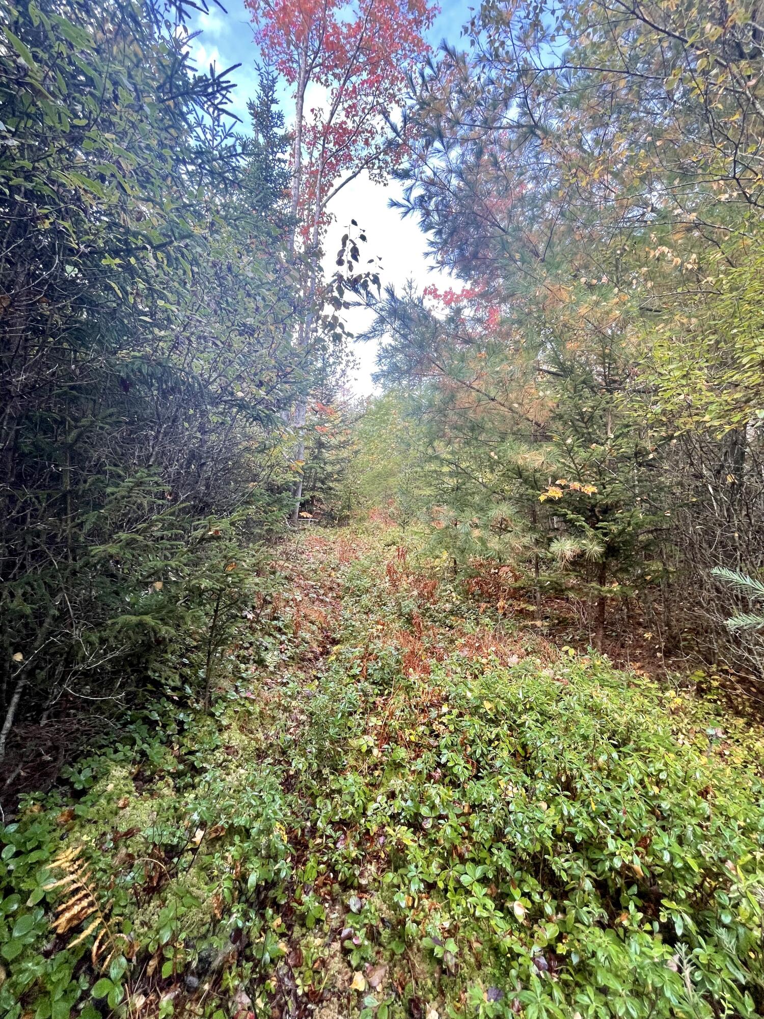 Lot 46 Heights Road Stockton Springs, ME 04981 - Photo 5 of 5 fullsizeoutput_67d