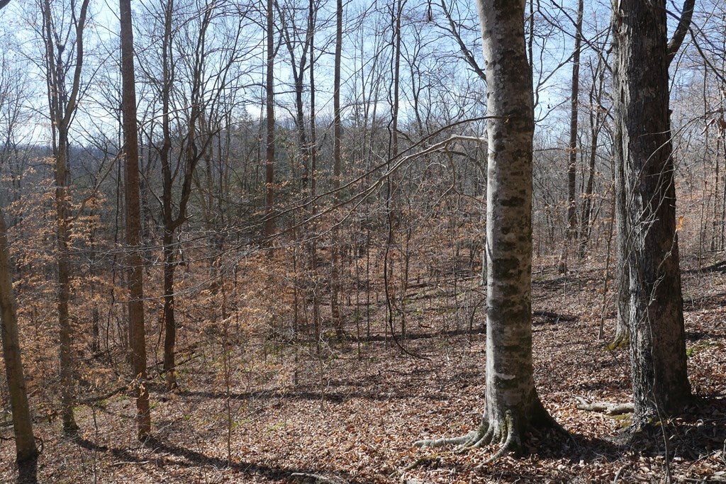 Tbd Tbd Dean Road Rose Hill, VA 24281 - Photo 96 of 97 Gallery Image 96