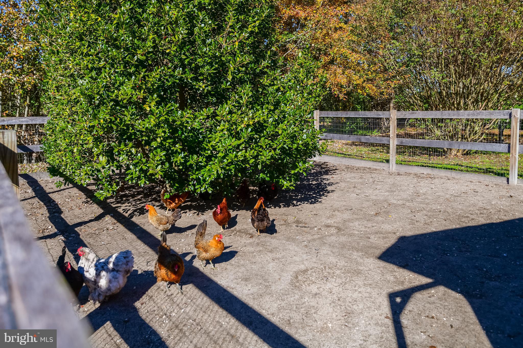 34645 Winding Road Frankford, DE 19945 - Photo 86 of 111 Chicken coop