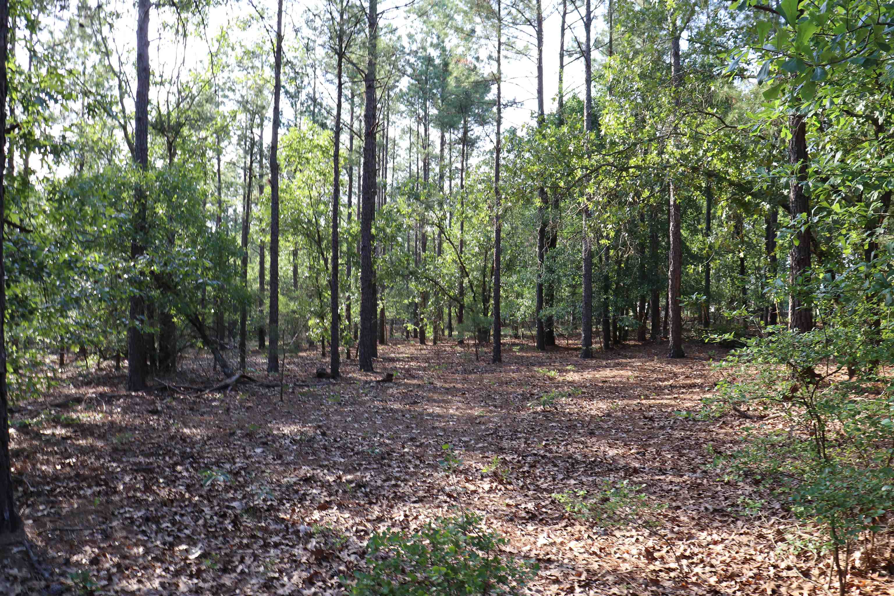 2631 Charlie Johnson Road Bethune, SC 29009 - Photo 21 of 29