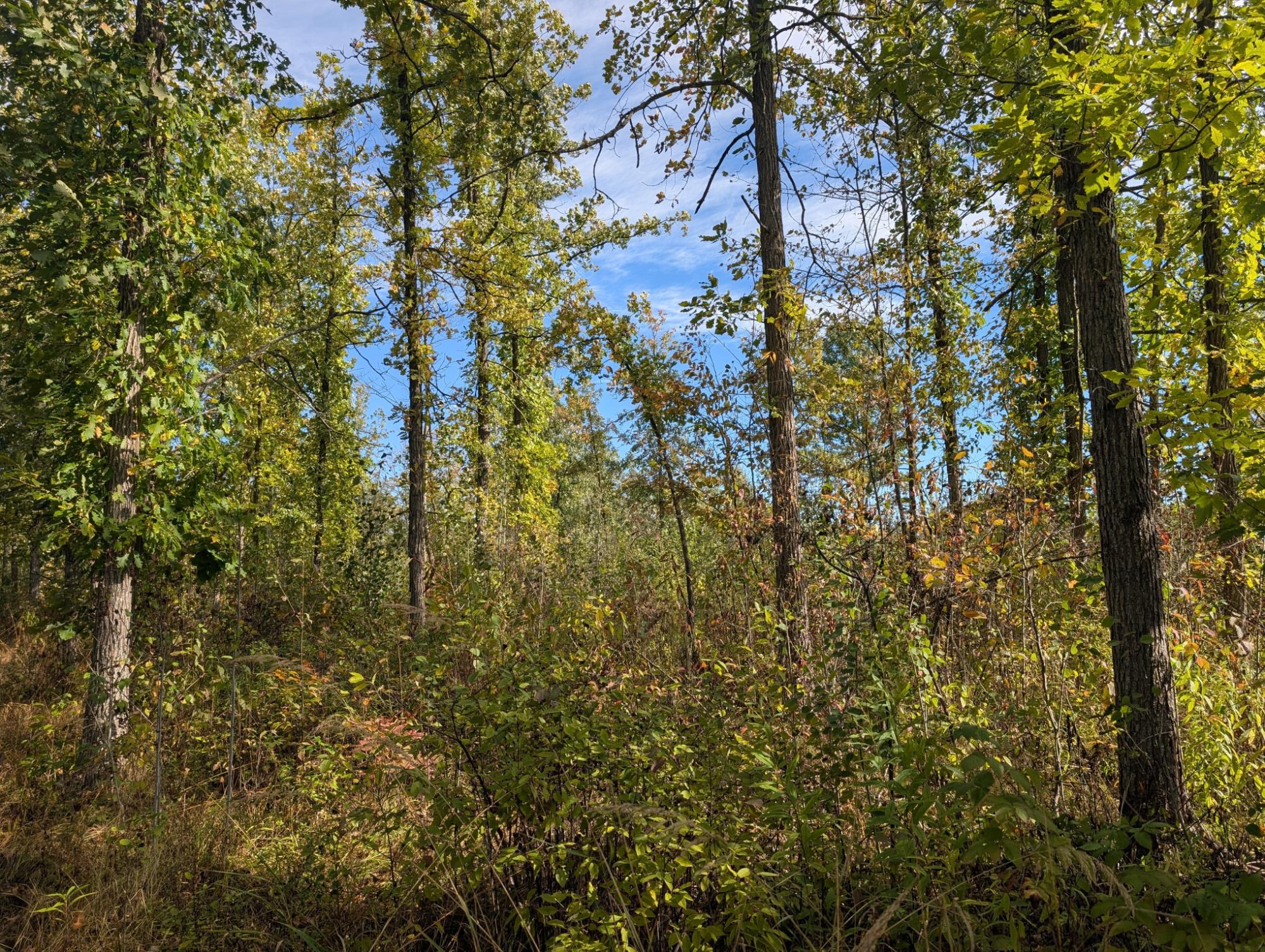 Off Birch Lake Road Exeland, WI 54835 - Photo 15 of 44 Gallery Image 15