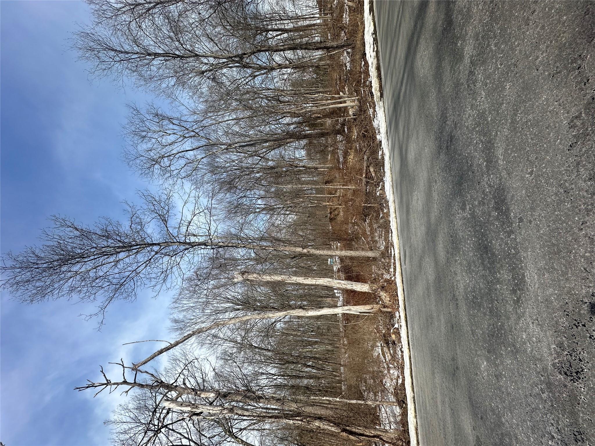 109 Cardinal Road Hyde Park, NY 12538 - Photo 4 of 6 a view of dirt yard with a large tree