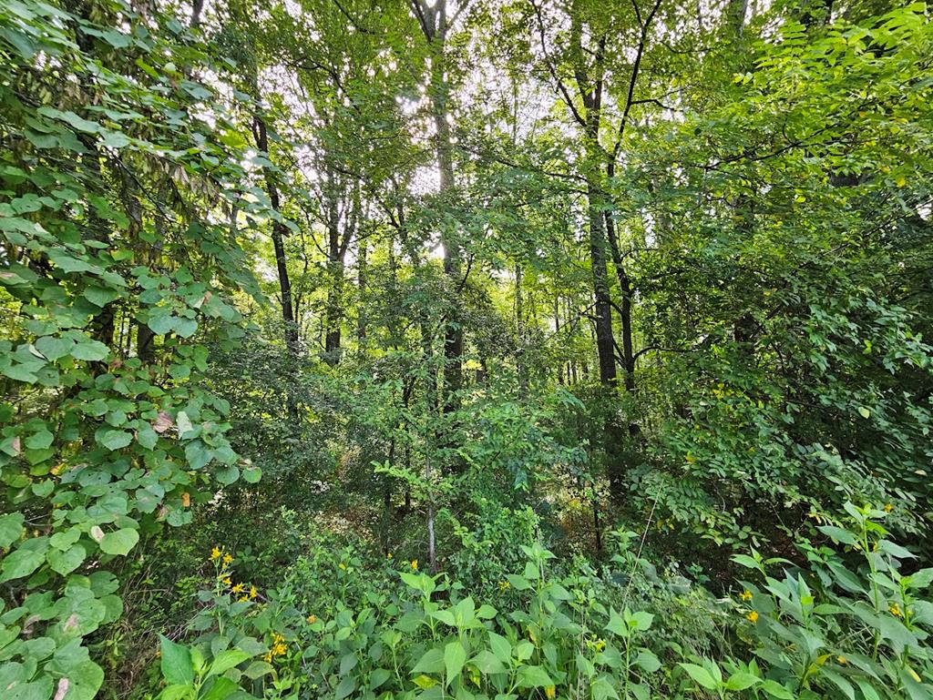 266 Legrande Road Dillwyn, VA 23936 - Photo 54 of 57 Gallery Image 54