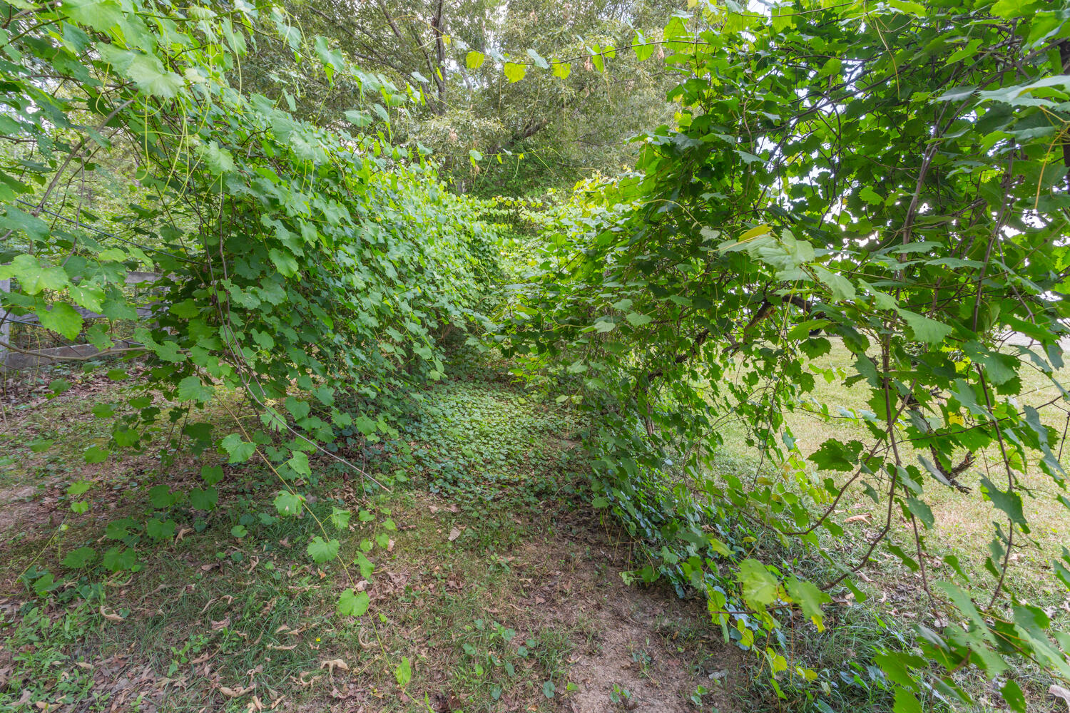 1166 Cohutta Beaverdale Road Cohutta, GA 30710 - Photo 44 of 58 1166 Cohutta Beaverdale Road HD-21