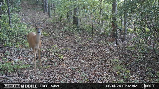 1166 Cohutta Beaverdale Road Cohutta, GA 30710 - Photo 56 of 58 image638545611536090910