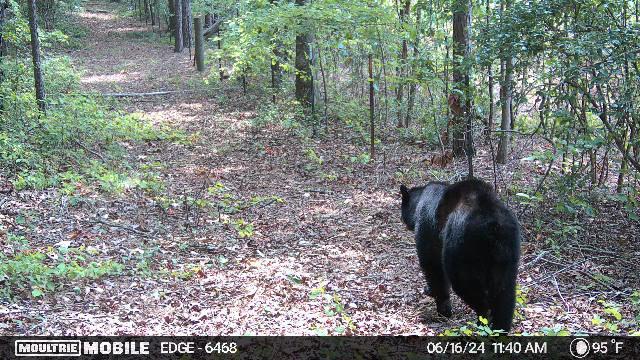 1166 Cohutta Beaverdale Road Cohutta, GA 30710 - Photo 57 of 58 image638545611723825760
