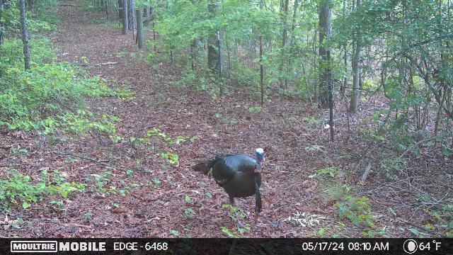 1166 Cohutta Beaverdale Road Cohutta, GA 30710 - Photo 58 of 58 image638545612121246240