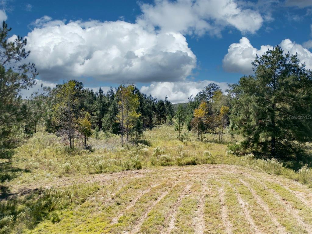 0 Northeast 75th Street Williston, FL 32696 - Photo 2 of 11 a view of a yard