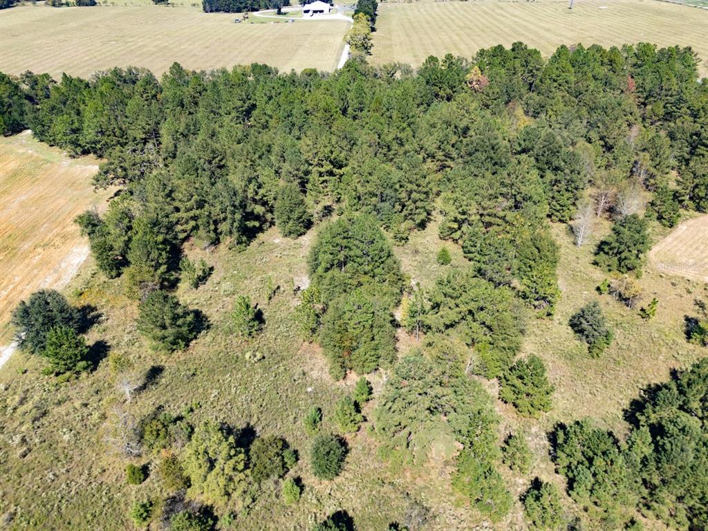 0 Northeast 75th Street Williston, FL 32696 - Photo 4 of 11 a view of a yard