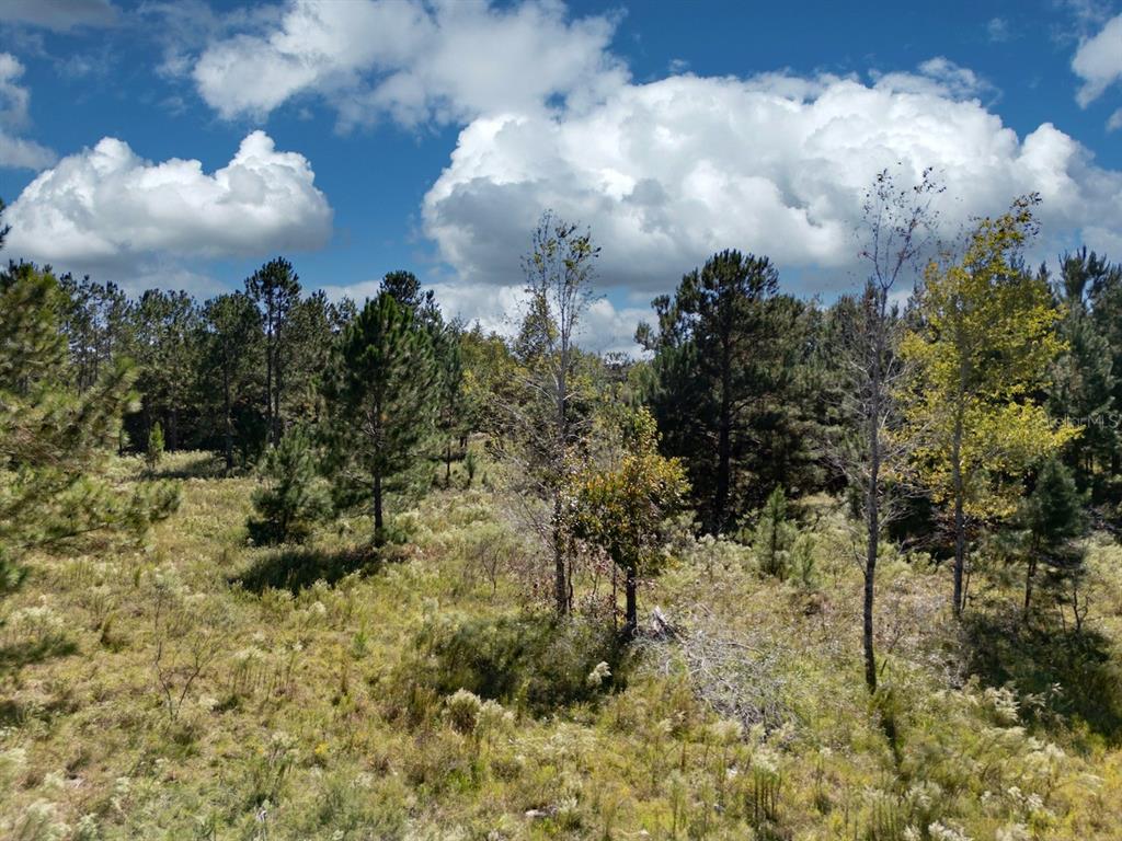 0 Northeast 75th Street Williston, FL 32696 - Photo 5 of 11 a view of a bunch of trees