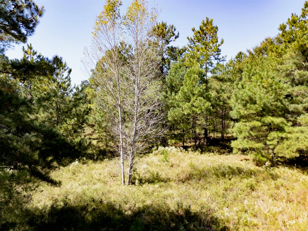 0 Northeast 75th Street Williston, FL 32696 - Photo 6 of 11 a view of a yard with a tree
