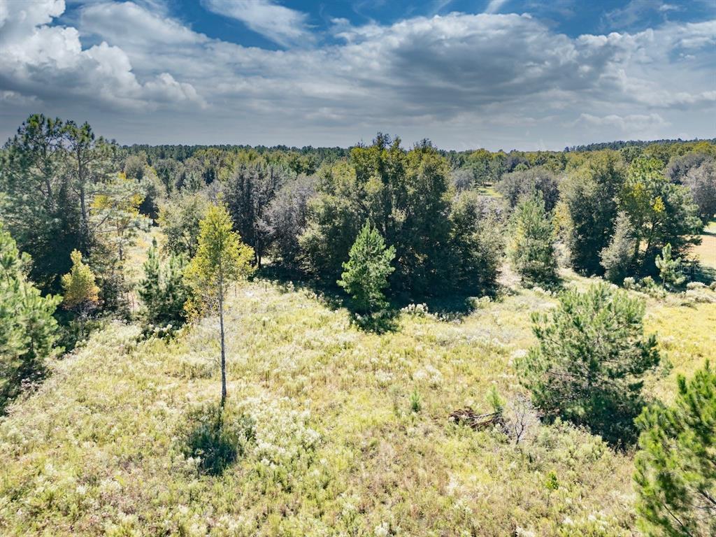 0 Northeast 75th Street Williston, FL 32696 - Photo 8 of 11 a view of a yard