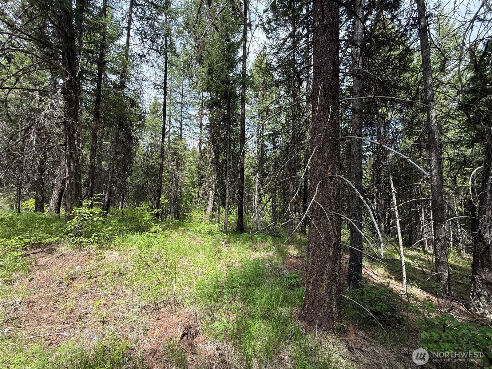 0 Knob Hl Road East Republic, WA 99166 - Photo 25 of 31 a big yard with lots of green space and trees