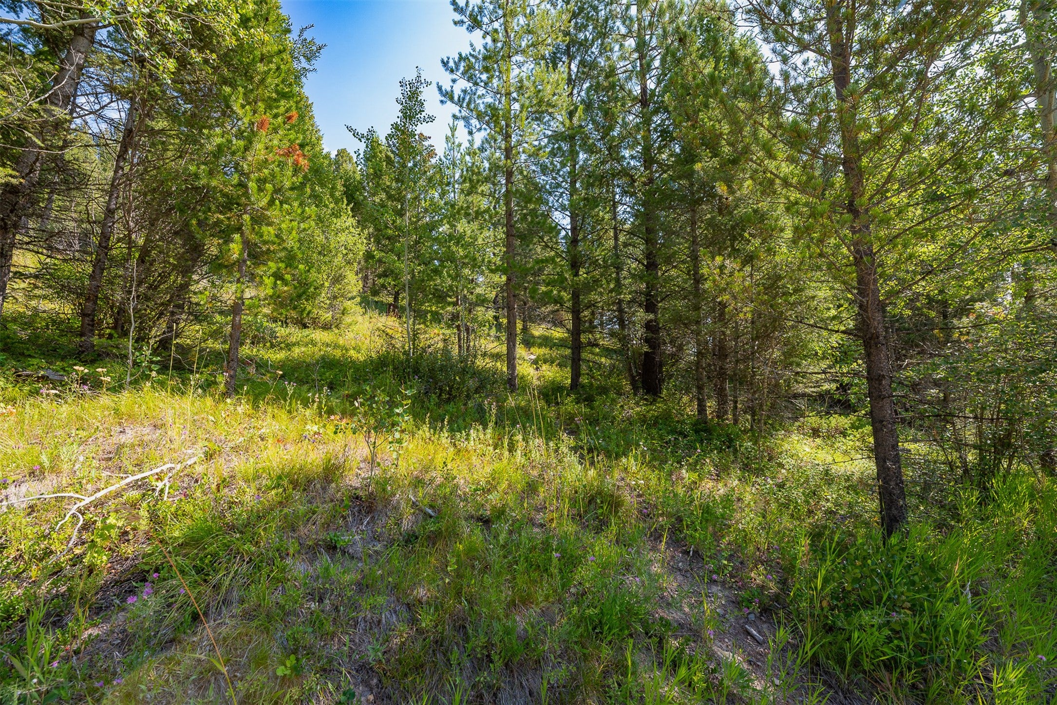 2 2 Bear Springs Road Lincoln, MT 59639 - Photo 8 of 55 Gallery Image 8