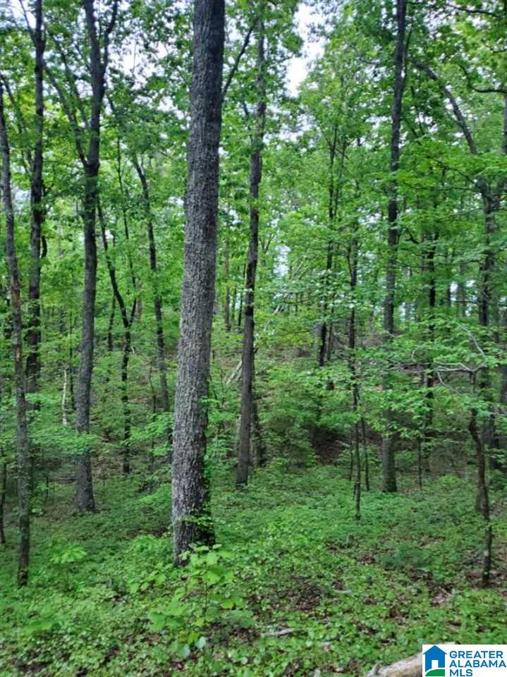 0 Hardin Road Falkville, AL 35622 - Photo 1 of 4