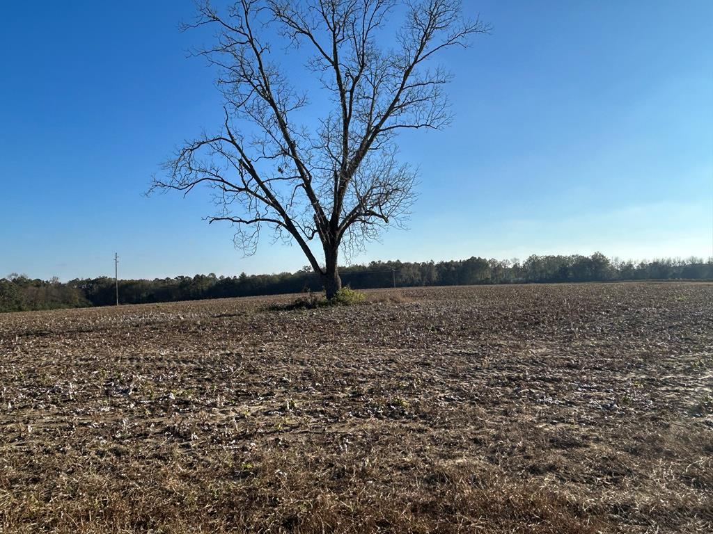 51.8-ac Hadden Road Dothan, AL 36301 - Photo 26 of 43