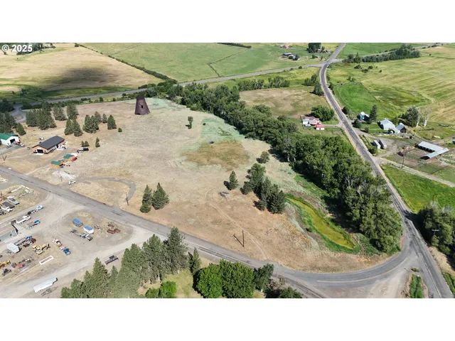 a view of a forest with a tree