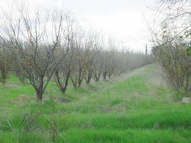 9425 South Kings River Road Reedley, CA 93654 - Photo 6 of 6 Gallery Image 6
