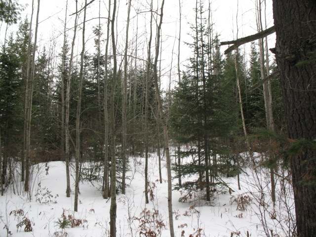 160-ac Cedar Falls Road Hazelhurst, WI 54531 - Photo 1 of 11 Gallery Image 1