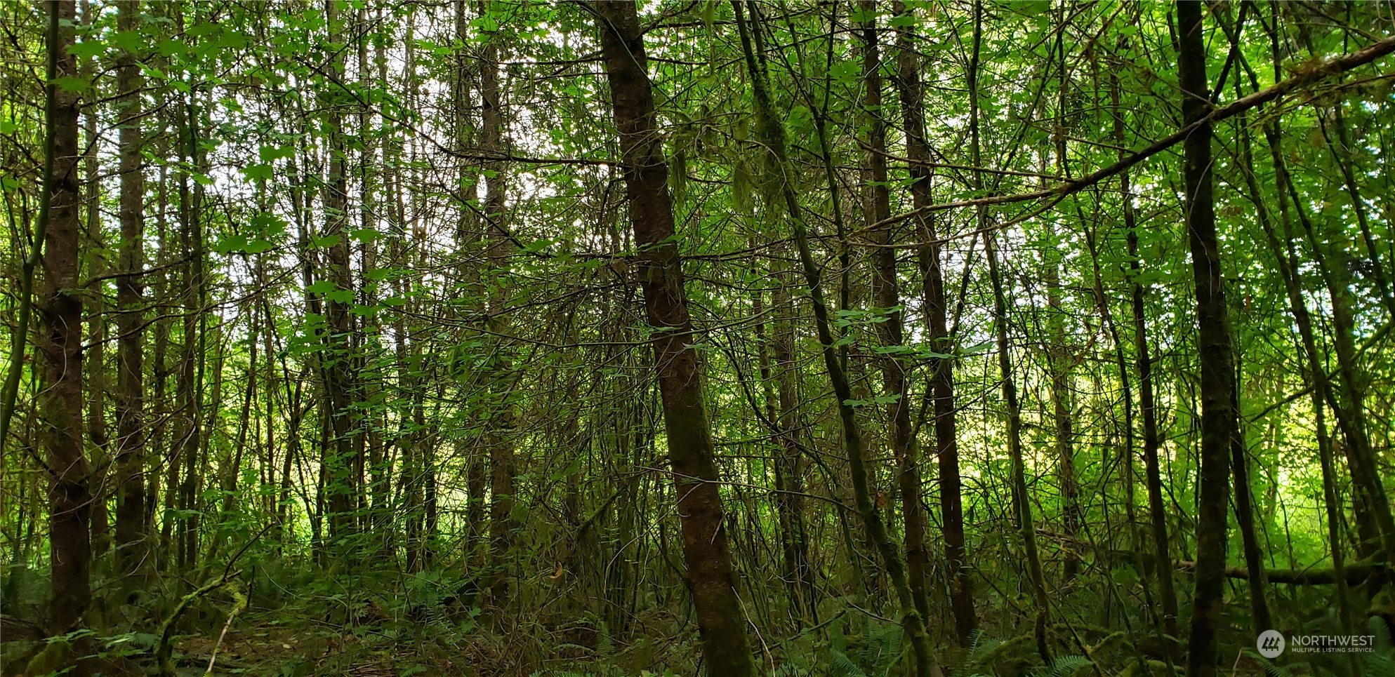 1 Jensen Road Onalaska, WA 98570 - Photo 11 of 35 Gallery Image 11