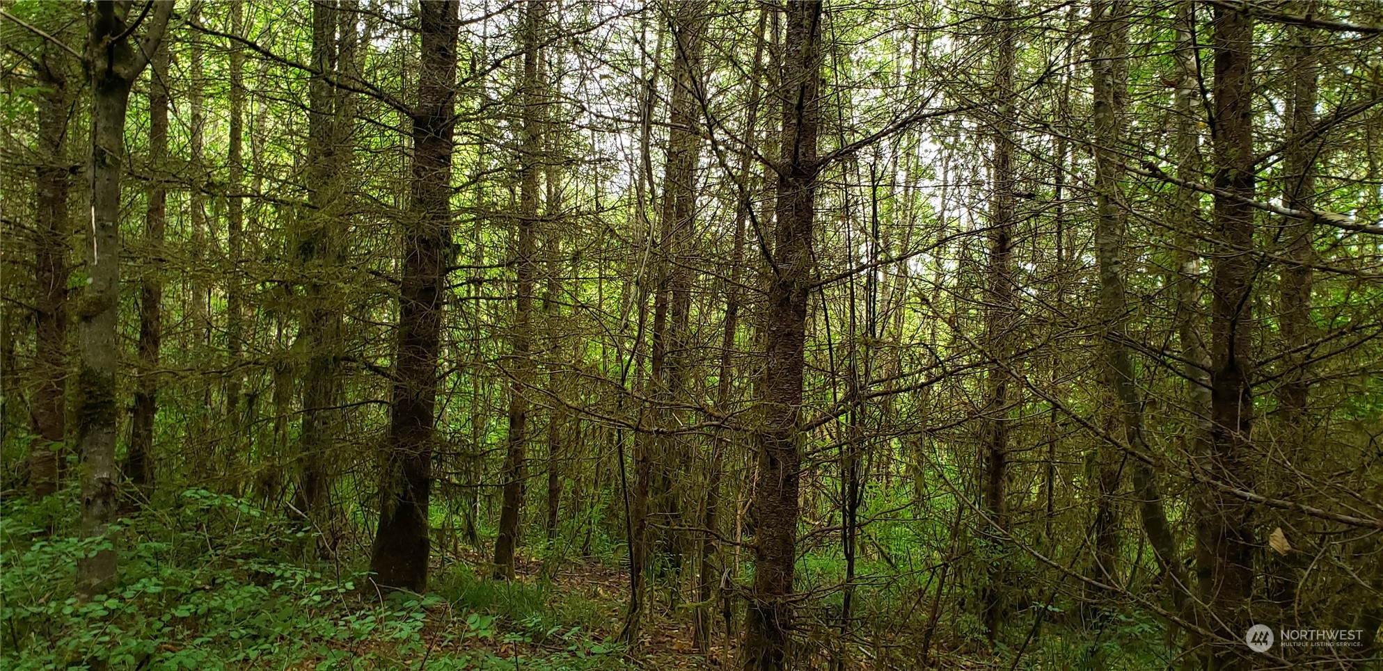 1 Jensen Road Onalaska, WA 98570 - Photo 19 of 35 Gallery Image 19