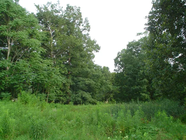 a backyard of a house with lots of green space
