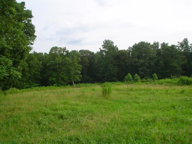 a view of a grassy field with trees