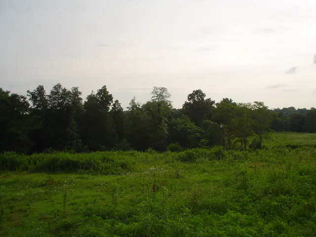 a view of a field of grass and trees