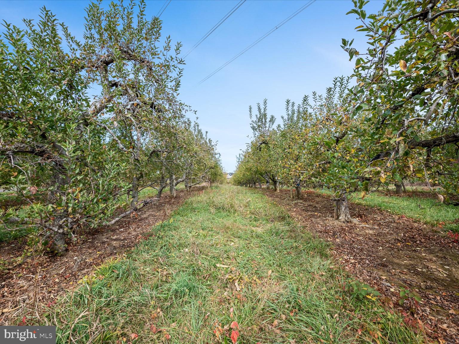 458 Hites Road Stephens City, VA 22655 - Photo 12 of 15 a big yard with lots of green space and house