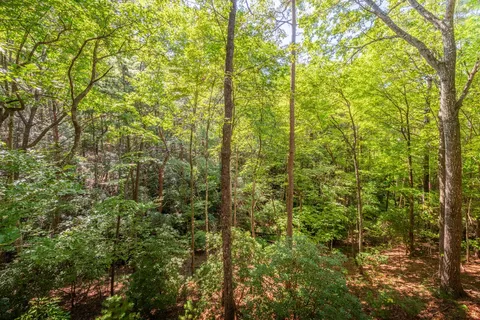 a view of a forest that has a tree