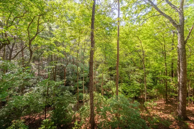 a view of a forest that has a tree