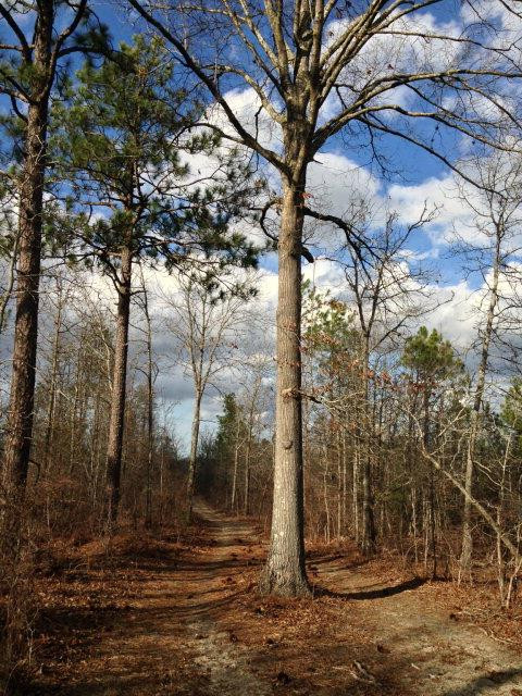 385 Bluffwood Road Wagener, SC 29164 - Photo 8 of 11