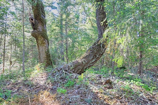 0 West Udee Road O'Brien, OR 97534 - Photo 19 of 24 Additional Photo