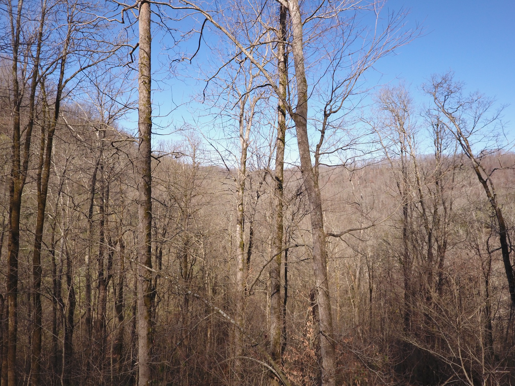8065 Clemons Ridge Road Silver Point, TN 38582 - Photo 11 of 13