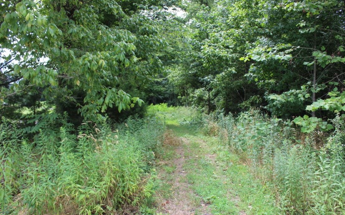 8065 Clemons Ridge Road Silver Point, TN 38582 - Photo 6 of 13 a view of a lush green forest