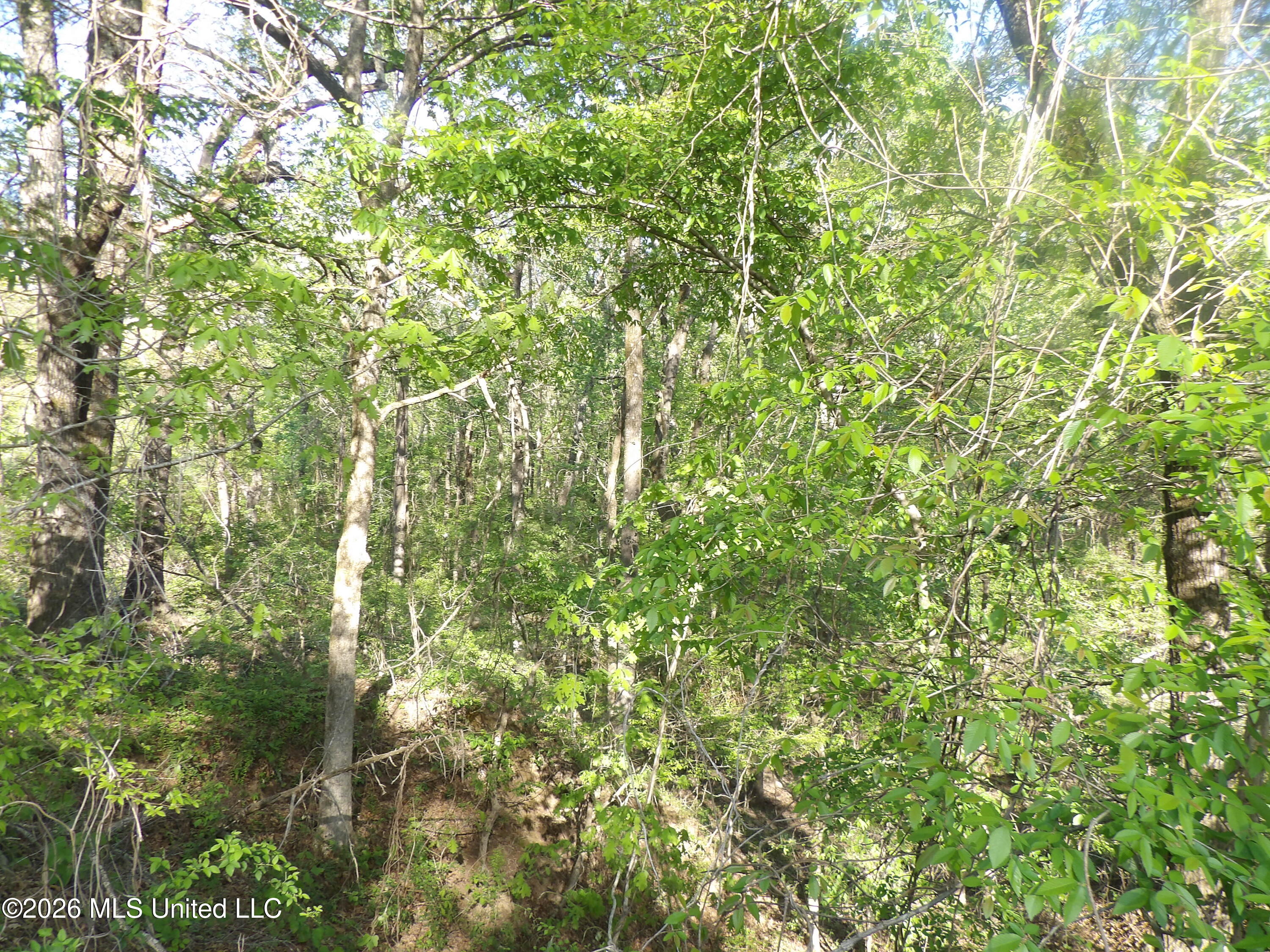 4269 Laws Hill Road Waterford, MS 38685 - Photo 3 of 19 100_7203