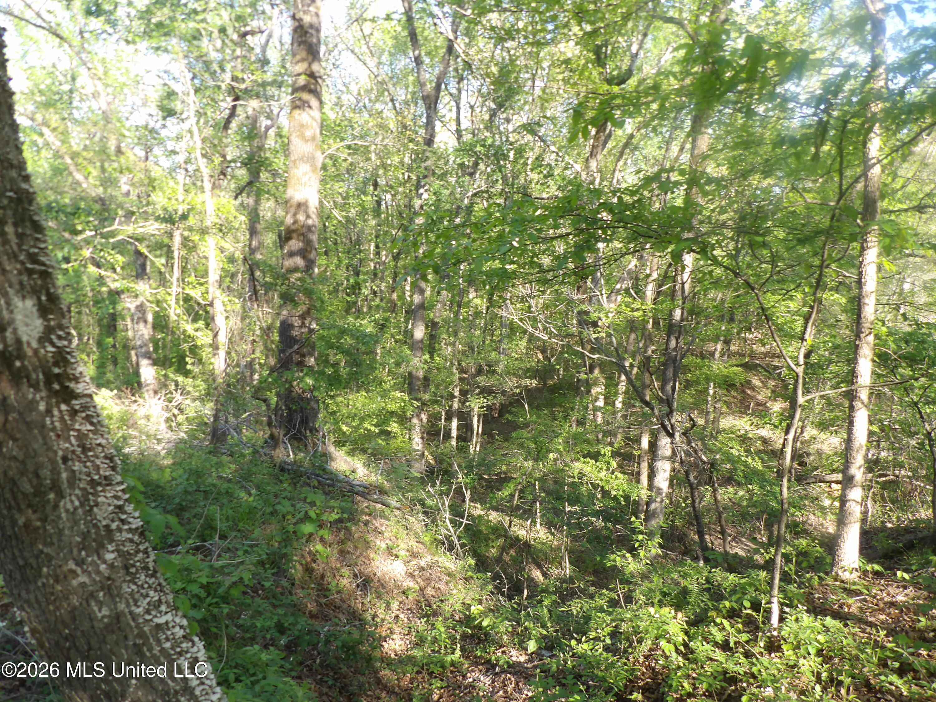 4269 Laws Hill Road Waterford, MS 38685 - Photo 4 of 19 100_7204