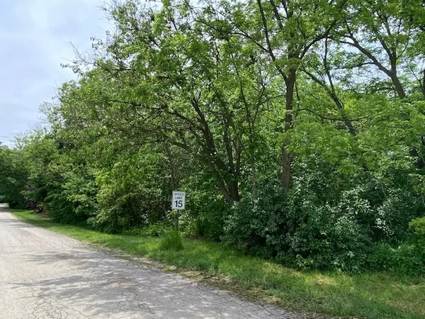 a view of a yard with plants and large trees