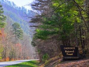 355 Pankey Lane Benton, TN 37307 - Photo 3 of 7 CherokeeNationalForest-300x229 - Copy