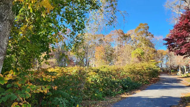 a view of a yard with plants and trees