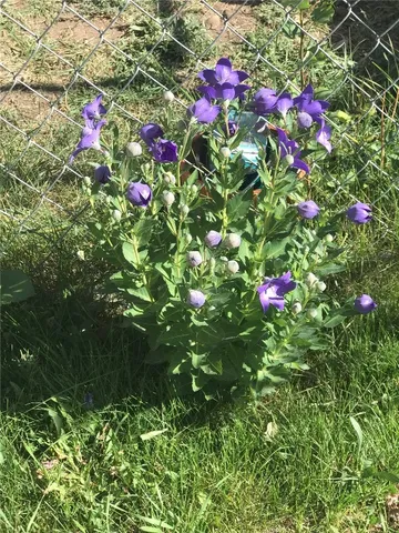 a front view of building with yard